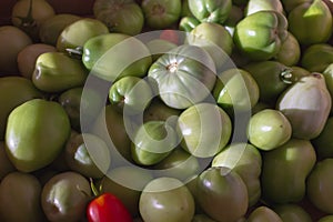 Unripe green tomatoes ripen in a box at home