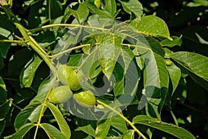 Unripe green walnut fruit and leafs