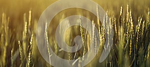 Unripe green wheat cereal crops in cultivated field, panoramic image
