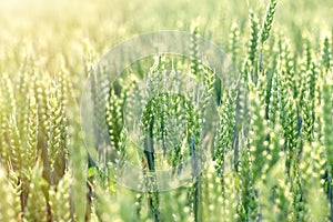 Unripe green wheat field green wheat field - green wheat field lit by sunlight