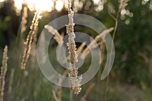 Unripe green wheat field green wheat field - green wheat field lit by sunlight, sunset in wheat field