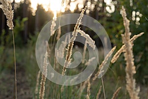 Unripe green wheat field green wheat field - green wheat field lit by sunlight, sunset in wheat field