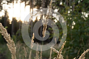 Unripe green wheat field green wheat field - green wheat field lit by sunlight, sunset in wheat field