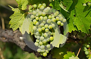 Unripe green wine grapes