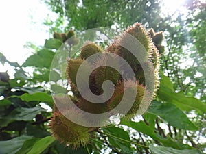 Unripe or immature pods of annatto on the ground