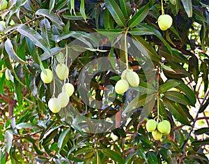 Unripe Indian Alphonso Mangoes hanging on a Mango Tree