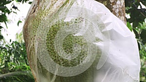 Unripe Jackfruit also called Breadfruit Artocarpus heterophyllus on Tree Branch Wrapped in Plastic Bag to Protect from