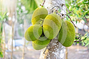 Unripe jackfruits or Artocarpus heterophyllus