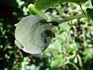 Unripe lemon on tree