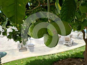 Unripe lemons growing on a lemon tree in Turkey