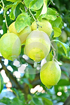 Unripe lemons on the tree