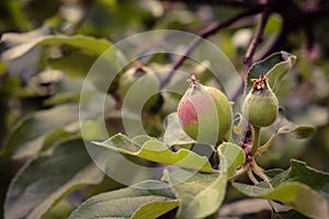 unripe little apples on a branch. close-up