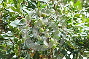 Unripe macadamia nuts hanging on tree