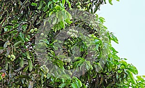 Unripe Mango Fruits in Tree