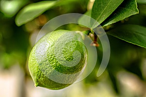 Unripe Meyer Lemon on Tree