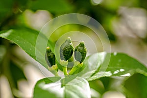 Unripe Meyer Lemon on Tree photo