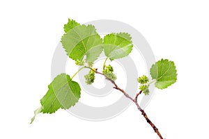 Unripe mulberries branch isolated