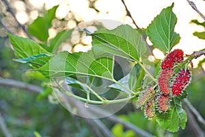 Unripe mulberries red and green on the branch.