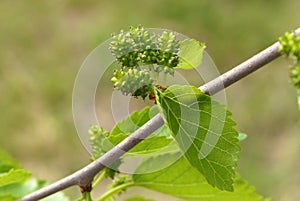 Unripe mulberry fruits