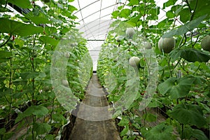 Unripe Netted Melon.