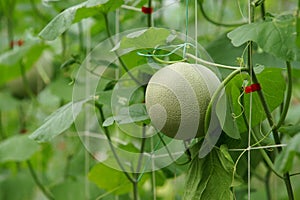 Unripe Netted Melon.