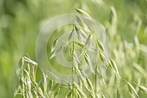 Unripe Oat harvest, green field