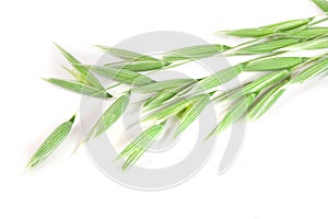 Unripe oat spike isolated on white background