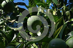 Unripe orange among green leaves in orchard