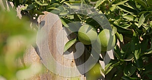 unripe oranges growing on a tree in summer next to fence in a backyard
