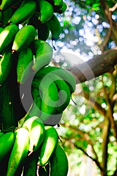 Unripe organic hybrid Latundan banana also called Tundan, or silk banana photo