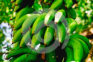 Unripe organic hybrid Latundan banana also called Tundan, silk banana, Pisang raja sereh, Manzana banana, or apple banana photo