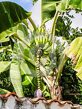 Unripe organic multiple green banana on banana tree. Banana tree with a bunch of bananas. Brazil