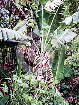 Unripe organic multiple green banana on banana tree. Banana tree with a bunch of bananas. Brazil