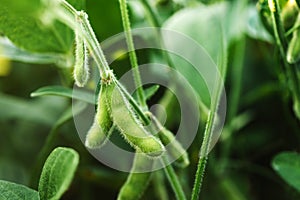 Unripe organic soybean pods