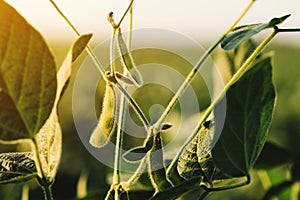 Unripe organic soybean pods