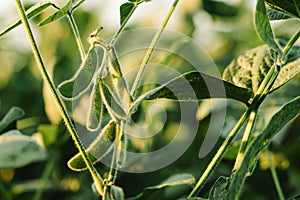 Unripe organic soybean pods photo