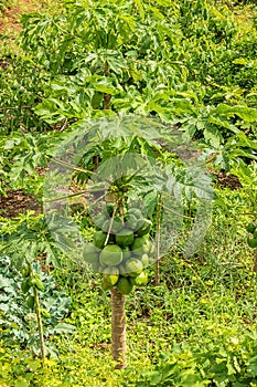 Unripe papayas hanging on a tree