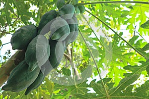 Unripe papayas tree green background photo