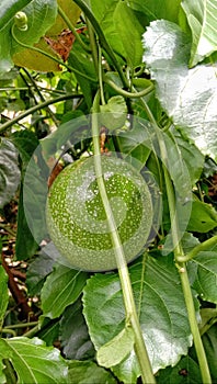 Unripe passion fruit on the tree