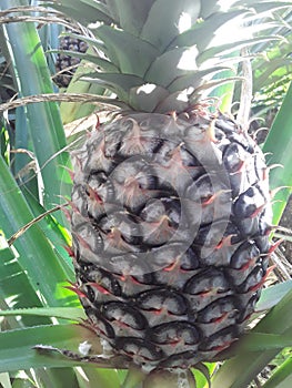 Unripe Peneapple for healty food diet.