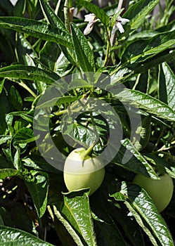 Unripe pepino at shrub