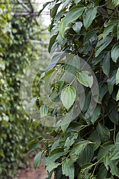 Unripe pepper drupes on woody vines