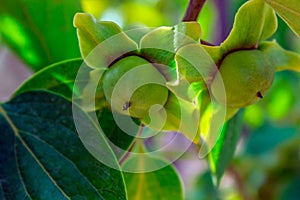 Unripe persimmon on a tree