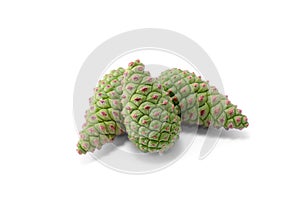 Unripe pine cone on a white