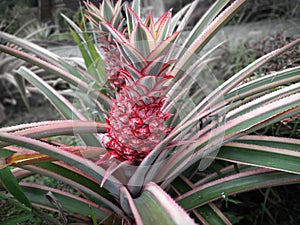 The Unripe pineapple