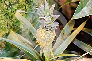 Unripe pineapple on a branch, green pine fruit close-up