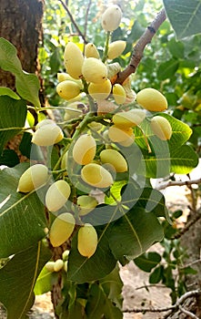 Unripe Pistachios Hanging From A Tree