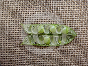 Unripe pod and seeds of flowerfence photo
