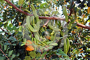 Unripe pods of Carob tree, or Ceratonia siliqua