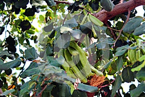 Unripe pods of Carob tree, or Ceratonia siliqua